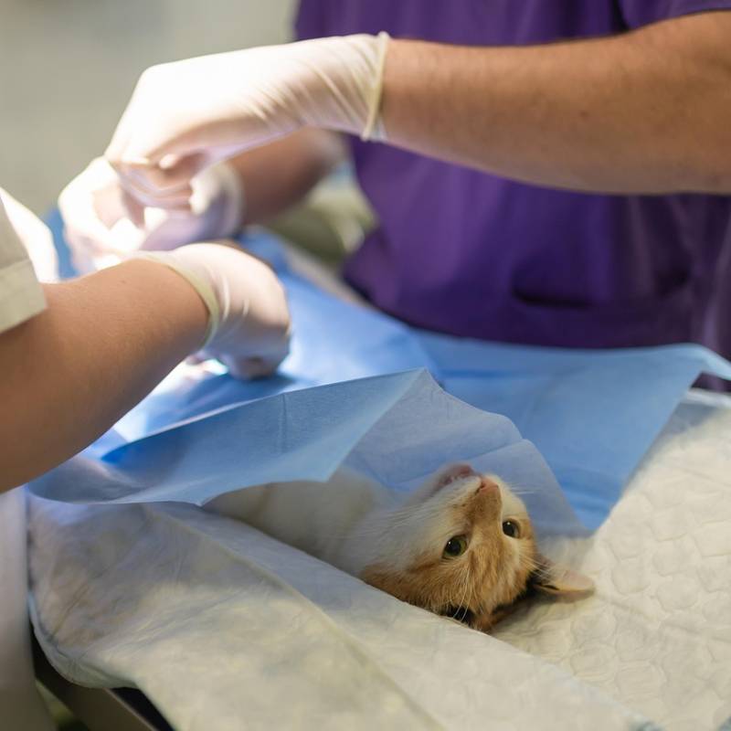 Clínica Green Vet interior