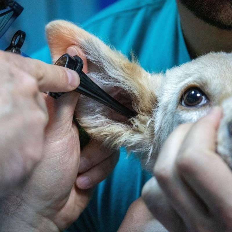 Veterinario examinando un perro