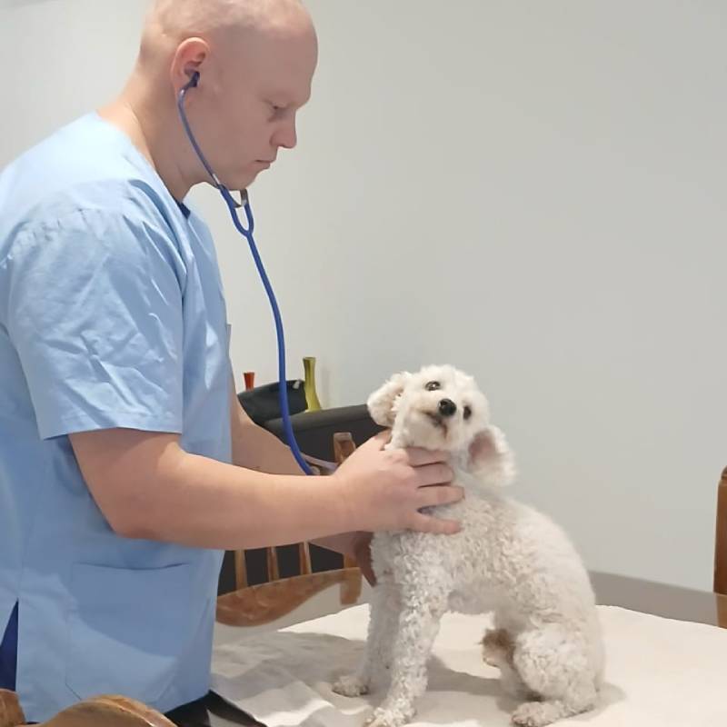 Equipo de cirugía veterinaria