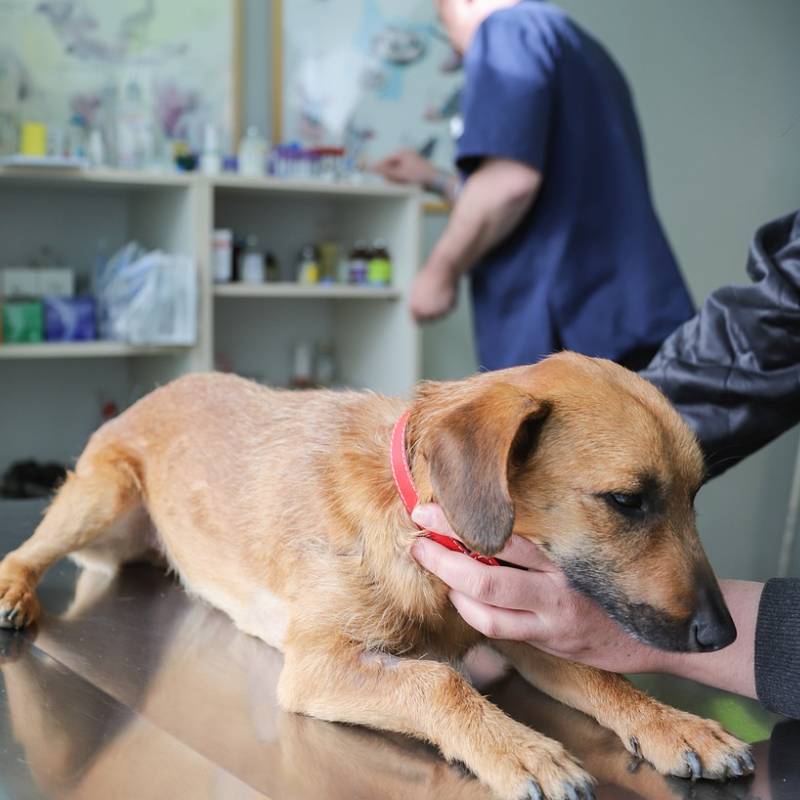 Mascota feliz con su dueño en Green Vet