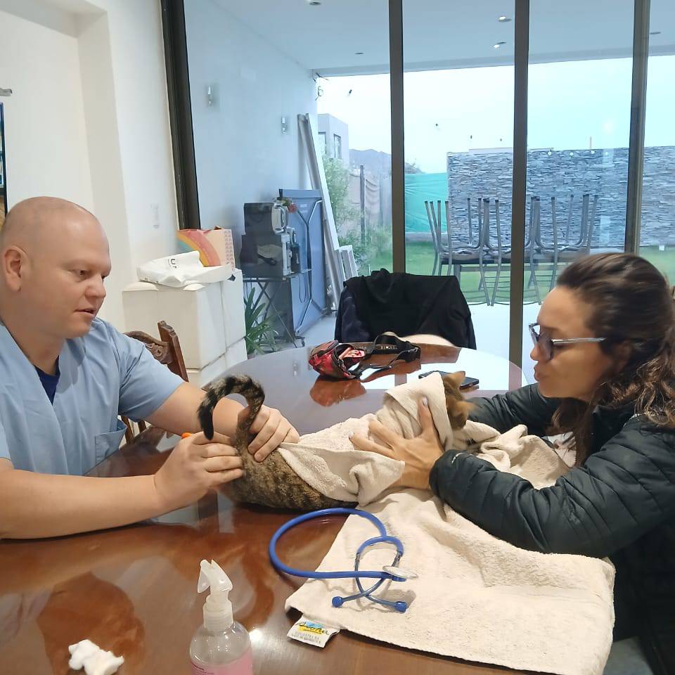 Veterinario en guardia